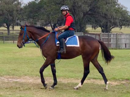 Exchanging Fire 2018 colt at T-Square Stud on February 7, 2020 (Adam Parker)