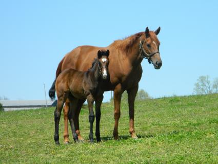 Lisa Limon with her seven week old Liam's Map colt at Hidden Brook Farm on April 22, 2020 (Kelly Hurley & Sergio De Sousa)