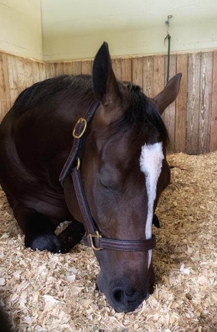 Red Rocks - Honey Green colt purchased at OBS June (Adam Parker)