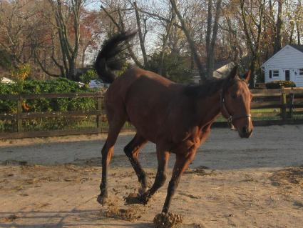 Seven Seven at Sunset Meadow Farm on November 14, 2020 (Jeanne Vuysevich)