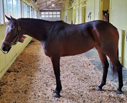 Adhwaa arrives at Belmont Park on October 21, 2020 (John Attfield)