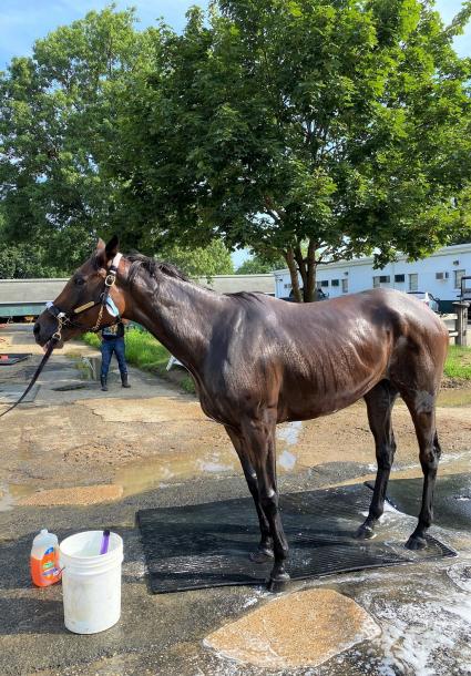 Adhwaa gets a bath at Monmouth Park on July 26, 2020 (Kelly Breen)