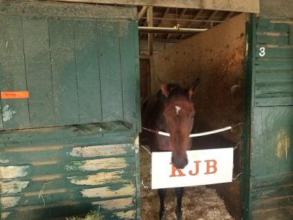 Adhwaa in her stall at Monmouth Park on June 11, 2021 (George Katzenberger)