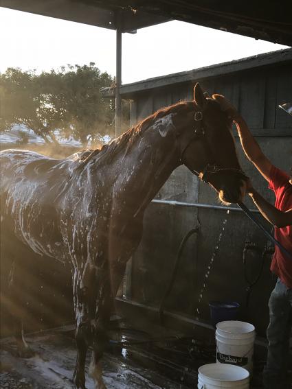 More Ice after morning work at Santa Anita on Sunday, September 30, 2018 (Bow River LLC)