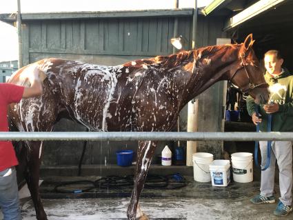 More Ice getting a bath after morning work at Santa Anita on Sunday, September 30, 2018 (Bow River LLC)