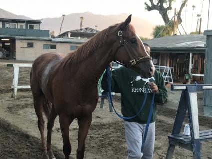 More Ice after morning work at Santa Anita on Sunday, September 30, 2018 (Bow River LLC)