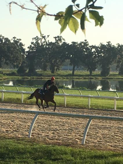 Adios Charlie filly Blue Eyed Beth training at T-Square Stud (Adam Parker)