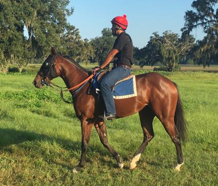 Adios Charlie filly Blue Eyed Beth training at T-Square Stud (Adam Parker)