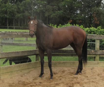 Blu Candy at Sunset Meadow Farm on September 2, 2020 (Jeanne Vuyosevich)