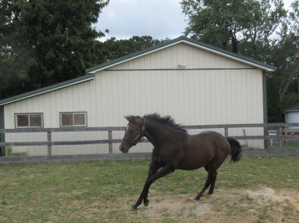 Blu Candy at Sunset Meadow Farm on September 2, 2020 (Jeanne Vuyosevich)