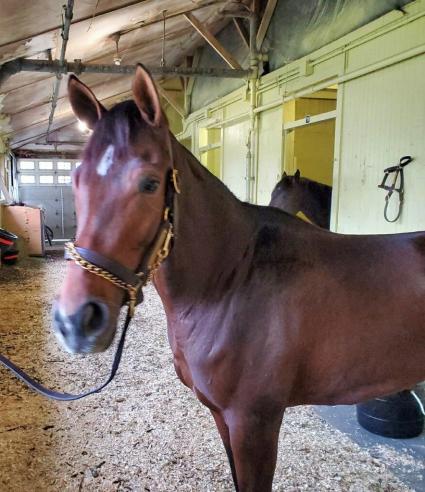 Blu Candy arrives at Belmont Park on October 21, 2020 (John Attfield)