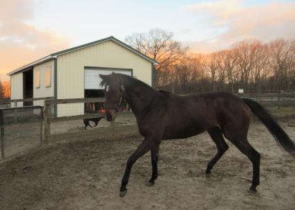 Blu Candy at Sunset Meadow Farm on December 29, 2020 (Jeanne Vuyosevich)