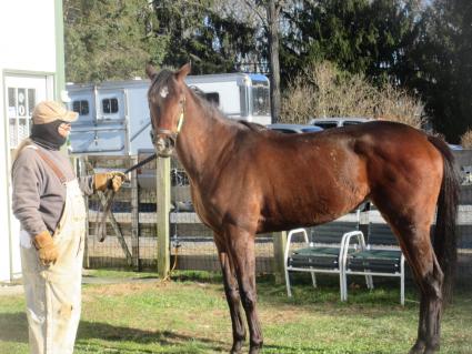 Blu Candy at Sunset Meadow Farm on December 29, 2020 (Jeanne Vuyosevich)