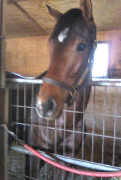 Blu Candy at Sunset Meadow Farm on December 11, 2020 (Jeanne Vuyosevich)