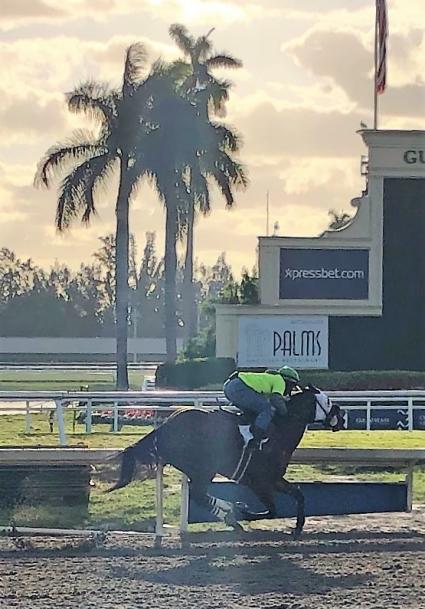 Adios Charlie filly Blue Eyed Beth training at Gulfstream Park on March 7, 2019 (Ellen Gaynor)