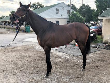 Bullion arrives in Kentucky to join Steve Asmussen's string