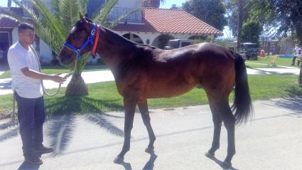 Ghostzapper colt Bullion at the farm (MyRacehorse)