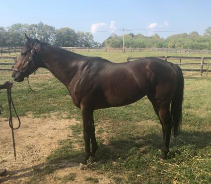 Ghostzapper colt Bullion at Old Shadowlawn Farm in Kentucky in September 2019