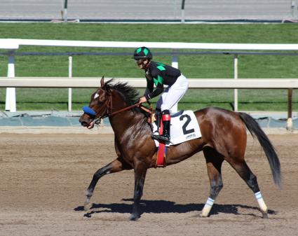 Ghostzapper colt Bullion debuts in race 2 at Santa Anita on February 23, 2019 (Alison Kaiser, MyRacehorse)