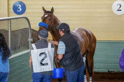 Ghostzapper colt Bullion debuts in race 2 at Santa Anita on February 23, 2019 (MyRacehorse)