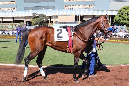 Ghostzapper colt Bullion debuts in race 2 at Santa Anita on February 23, 2019 (Alison Kaiser, MyRacehorse)