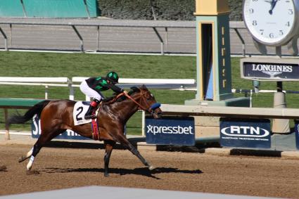 Ghostzapper colt Bullion debuts in race 2 at Santa Anita on February 23, 2019 (Alison Kaiser, MyRacehorse)