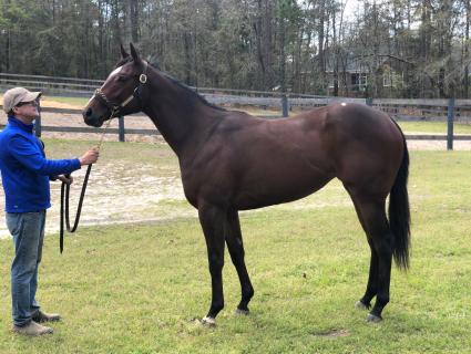 Competitive Edge filly Life On the Edge, Hip #476 OBS March at Kip Elser's farm, South Carolina, April 2019