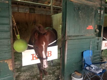 Cup of Life in her stall at Monmouth Park on September 2, 2021 (George Katzenberger)