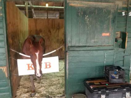 Cup of Life in her stall at Monmouth Park on June 11, 2021 (George Katzenberger)