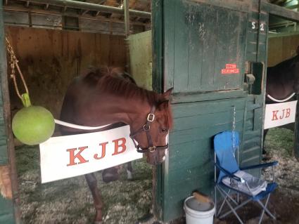 Cup of Life in her stall at Monmouth Park on September 2, 2021 (George Katzenberger)