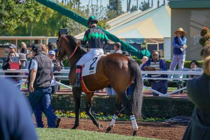 Ghostzapper colt Bullion debuts in race 2 at Santa Anita on February 23, 2019 (MyRacehorse)