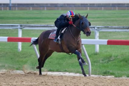 No Good Deed training at Penn National on Thursday, April 9, 2020 (Mark Salvaggio)