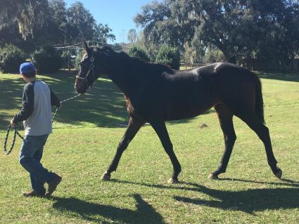 Jump Start yearling Start a Fire at T-Square Stud on December 7, 2018 (Adam Parker)