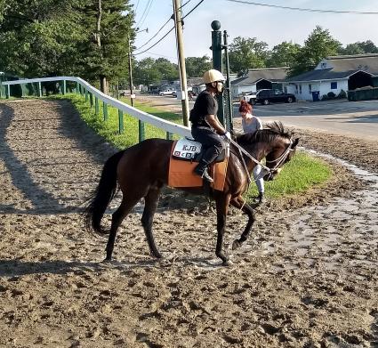 New Jersey-bred mare Diamond Play training at Monmouth Park on August 8, 2018