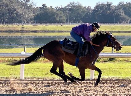 New Jersey-bred mare Diamond Play training at T-Square Stud on January 18, 2019. (Adam Parker)