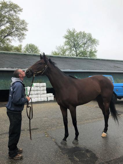 Diamond Play with assistant trainer John Attfied at Monmouth Park on Friday, May 3, 2019 (Ellen Gaynor)