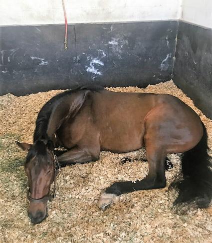 New Jersey-bred mare Diamond Play resting in her stall at Palm Meadows on November 19, 2018, a day after her big second place finish in an allowance at Gulfstream Park.