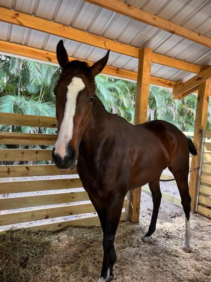 Ellie's a Riot at the farm in Ocala