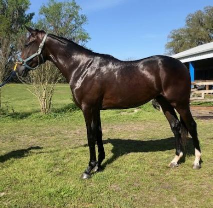 Exchanging Fire 2018 colt at T-Square Stud on March 14, 2020