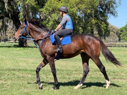 Jump Start - Exchanging Fire 2018 colt at T-Square Stud on Friday, February 28, 2020 (Adam Parker)