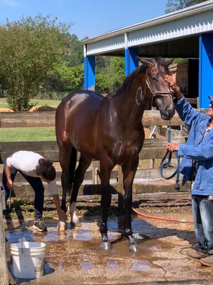 Exchanging Fire 2018 colt at T-Square Stud on April 3, 2020 (Adam Parker)