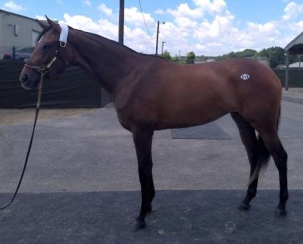 Candy Ride (Arg) - Tiz Blu filly purchased at Fasig Tipton (Robb Levinsky)