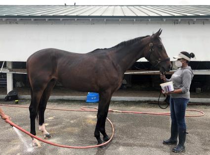 Fire's Finale at Gulfstream Park on April 25, 2020 (Ron Spatz)