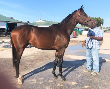 Fire's Finale arrives at Gulfstream Park on April 22, 2020 (Ron Spatz)