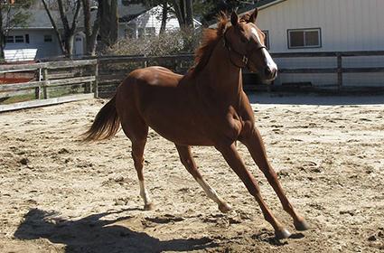 Kenwood Racing's 2YO Flat Out colt at Sunset Meadow Farm