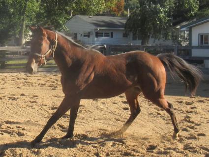 The Ghost of N Y at Sunset Meadow Farm on October 19, 2021 (Jeanne Vuyosevich)