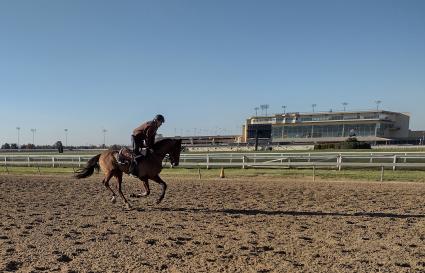 The Ghost of N Y training at Penn National on November 8, 2021 (Mark Salvaggio)