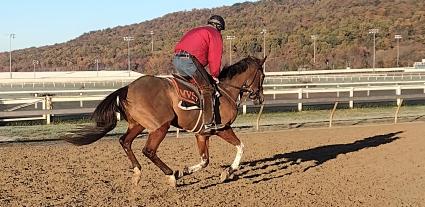 The Ghost of N Y training at Penn National on November 8, 2021 (Mark Salvaggio)