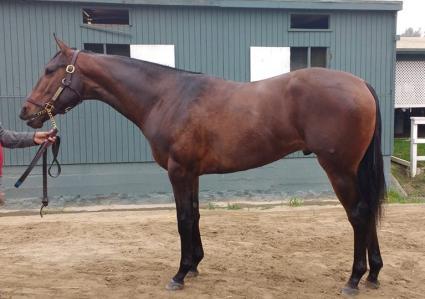 Two year old Ghostzapper colt training at Santa Anita, trained by Jerry Hollendorfer (Robb Levinsky)