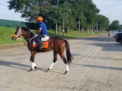 Giuliana Vee training at Monmouth Park on August 22, 2019 (George Katzenberger)